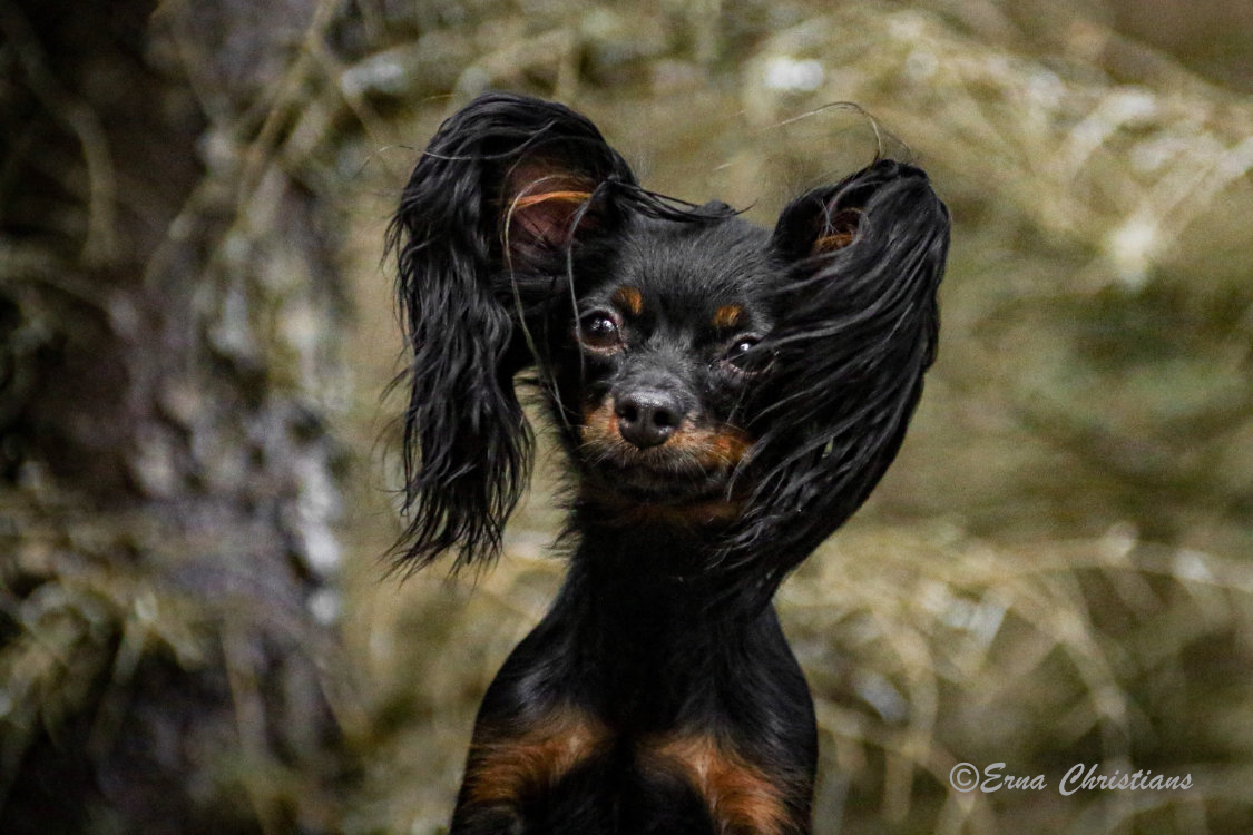Russian Toy - The Breed Archive
